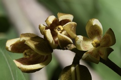 Pterygota alata