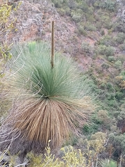 Xanthorrhoea quadrangulata