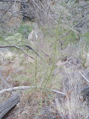 Anthocercis angustifolia