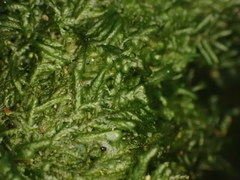 Pendulothecium punctatum