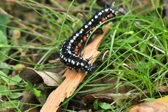 Doleschallia bisaltide australis