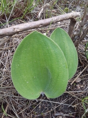 Eriospermum dielsianum