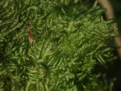 Pendulothecium punctatum