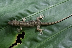 Hemidactylus bowringii