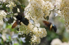 Xylocopa californica californica