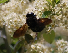 Xylocopa californica californica