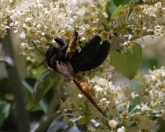 Xylocopa californica californica
