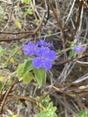 Barleria obtusa