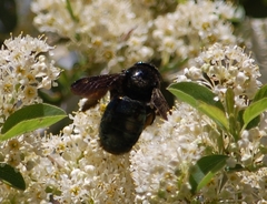 Xylocopa californica californica