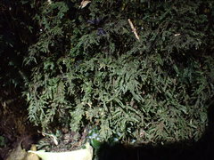 Austrothamnium pandum