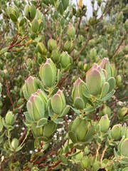 Leucadendron discolor