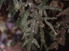 Austrothamnium pandum