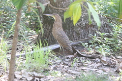 Tigrisoma mexicanum