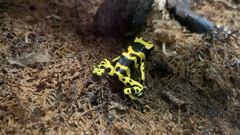 Dendrobates leucomelas