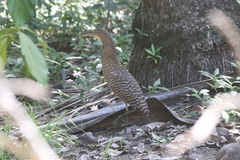 Tigrisoma mexicanum