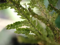 Austrothamnium pandum