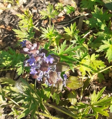 Ajuga reptans