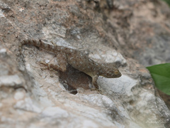 Ptyodactylus