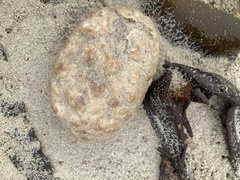 Pyura stolonifera
