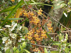 Cyrtochilum tumiferum