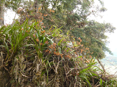 Cyrtochilum tumiferum