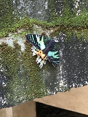 Chrysiridia rhipheus