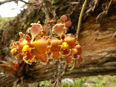 Cyrtochilum tumiferum