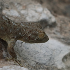 Ptyodactylus