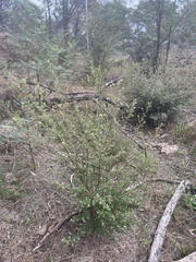 Pomaderris vacciniifolia