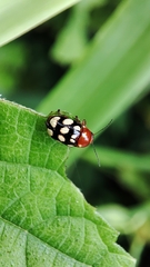 Cryptocephalus luteosignatus