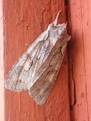 Lithophane furcifera