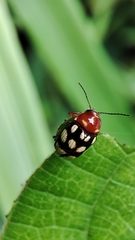 Cryptocephalus luteosignatus