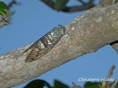 Platylomia bivocalis