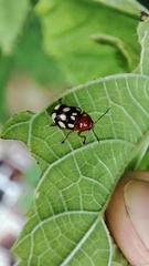 Cryptocephalus luteosignatus