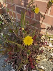 Sonchus