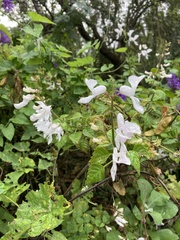 Plectranthus saccatus