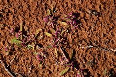 Gisekia pharnaceoides