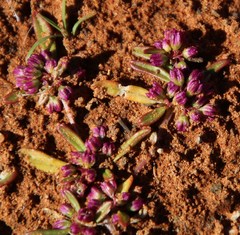 Gisekia pharnaceoides