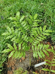 Angiopteris madagascariensis