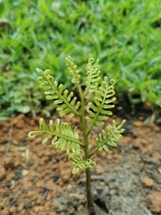 Angiopteris madagascariensis