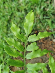 Angiopteris madagascariensis