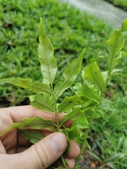 Angiopteris madagascariensis