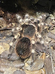 Acanthoscurria geniculata