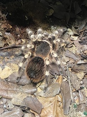 Acanthoscurria geniculata