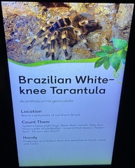 Acanthoscurria geniculata