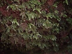 Hypnodendron arcuatum
