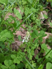 Fumaria bastardii