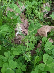 Fumaria bastardii
