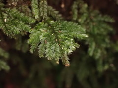 Hypnodendron arcuatum