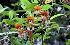 Cyrtochilum serratum